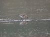 Curlew Sandpiper at Vange Marsh (RSPB) (Steve Arlow) (75407 bytes)